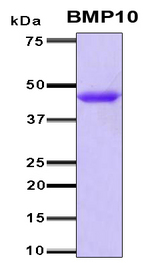 BMP10 Protein