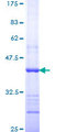 BMP10 Protein - 12.5% SDS-PAGE Stained with Coomassie Blue.