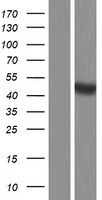 BMP15 Protein - Western validation with an anti-DDK antibody * L: Control HEK293 lysate R: Over-expression lysate