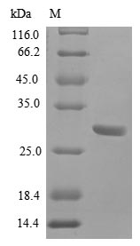 BMP2 Protein - (Tris-Glycine gel) Discontinuous SDS-PAGE (reduced) with 5% enrichment gel and 15% separation gel.