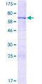 BMP2 Protein - 12.5% SDS-PAGE of human BMP2 stained with Coomassie Blue