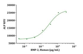 BMP2 Protein - Biological Activity BMP-2, Human induce alkaline phosphatase production by C2C12 cells. The ED 50 for this effect is typically 0.10-0.80 ug/mL.