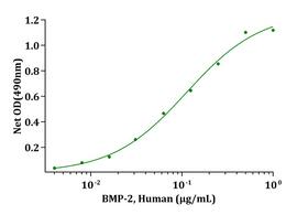BMP2 Protein - Biological Activity BMP-2, Human induce alkaline phosphatase production by ATDC5 cells. The ED 50 for this effect is typically 0.07-0.20 ug/mL.