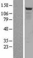 BMP2K / BIKE Protein - Western validation with an anti-DDK antibody * L: Control HEK293 lysate R: Over-expression lysate