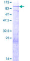 BMP2K / BIKE Protein - 12.5% SDS-PAGE of human BMP2K stained with Coomassie Blue