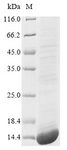BMP3 Protein - (Tris-Glycine gel) Discontinuous SDS-PAGE (reduced) with 5% enrichment gel and 15% separation gel.