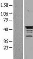 BMP4 Protein - Western validation with an anti-DDK antibody * L: Control HEK293 lysate R: Over-expression lysate