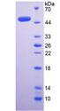 BMP4 Protein - Active Bone Morphogenetic Protein 4 (BMP4) by SDS-PAGE