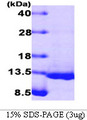 BMP4 Protein