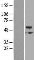 BMP5 Protein - Western validation with an anti-DDK antibody * L: Control HEK293 lysate R: Over-expression lysate