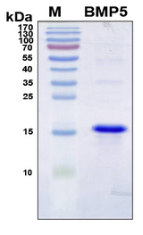 BMP5 Protein - SDS-PAGE under reducing conditions and visualized by Coomassie blue staining