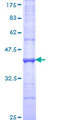 BMP5 Protein - 12.5% SDS-PAGE Stained with Coomassie Blue.