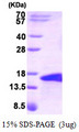 BMP5 Protein