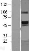 BMP6 Protein - Western validation with an anti-DDK antibody * L: Control HEK293 lysate R: Over-expression lysate