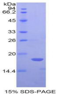 BMP6 Protein
