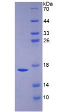 BMP6 Protein - Recombinant Bone Morphogenetic Protein 6 By SDS-PAGE