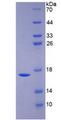 BMP6 Protein - Recombinant Bone Morphogenetic Protein 6 By SDS-PAGE