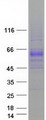 BMP6 Protein - Purified recombinant protein BMP6 was analyzed by SDS-PAGE gel and Coomassie Blue Staining