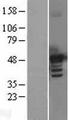 BMP7 Protein - Western validation with an anti-DDK antibody * L: Control HEK293 lysate R: Over-expression lysate