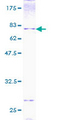 BMP7 Protein - 12.5% SDS-PAGE of human BMP7 stained with Coomassie Blue