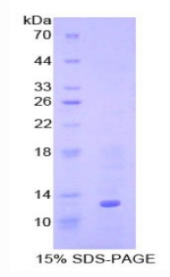 BMP7 Protein - Recombinant Bone Morphogenetic Protein 7 By SDS-PAGE