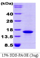 BMP7 Protein