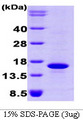 BMP7 Protein
