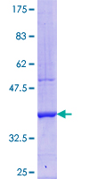 BMP8A Protein - 12.5% SDS-PAGE Stained with Coomassie Blue.