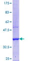 BMP8A Protein - 12.5% SDS-PAGE Stained with Coomassie Blue.
