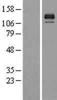 BMPR2 Protein - Western validation with an anti-DDK antibody * L: Control HEK293 lysate R: Over-expression lysate