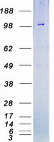 BMPR2 Protein - Purified recombinant protein BMPR2 was analyzed by SDS-PAGE gel and Coomassie Blue Staining