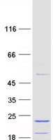 BMRP36a / MRPL43 Protein - Purified recombinant protein MRPL43 was analyzed by SDS-PAGE gel and Coomassie Blue Staining