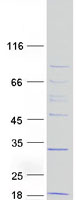 BMRP36a / MRPL43 Protein - Purified recombinant protein MRPL43 was analyzed by SDS-PAGE gel and Coomassie Blue Staining