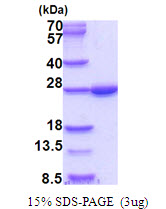 BNIP1 Protein