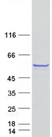 BNIPL Protein - Purified recombinant protein BNIPL was analyzed by SDS-PAGE gel and Coomassie Blue Staining