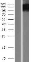 BOC Protein - Western validation with an anti-DDK antibody * L: Control HEK293 lysate R: Over-expression lysate