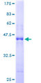 BOC Protein - 12.5% SDS-PAGE of human BOC stained with Coomassie Blue