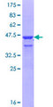 BOC Protein - 12.5% SDS-PAGE Stained with Coomassie Blue.