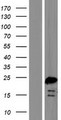 BOD1 Protein - Western validation with an anti-DDK antibody * L: Control HEK293 lysate R: Over-expression lysate