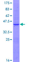 BOLA1 Protein - 12.5% SDS-PAGE of human BOLA1 stained with Coomassie Blue