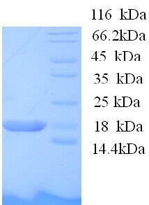 BOLA1 Protein