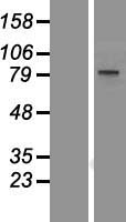 BOP1 Protein - Western validation with an anti-DDK antibody * L: Control HEK293 lysate R: Over-expression lysate