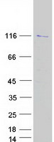 BOP1 Protein - Purified recombinant protein BOP1 was analyzed by SDS-PAGE gel and Coomassie Blue Staining
