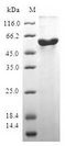 BOULE / BOLL Protein - (Tris-Glycine gel) Discontinuous SDS-PAGE (reduced) with 5% enrichment gel and 15% separation gel.