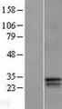 BP1 / DLX4 Protein - Western validation with an anti-DDK antibody * L: Control HEK293 lysate R: Over-expression lysate