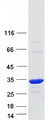 BPGM Protein - Purified recombinant protein BPGM was analyzed by SDS-PAGE gel and Coomassie Blue Staining