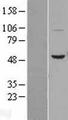 BPI Protein - Western validation with an anti-DDK antibody * L: Control HEK293 lysate R: Over-expression lysate