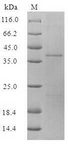 BPIFA1 / SPLUNC1 Protein - (Tris-Glycine gel) Discontinuous SDS-PAGE (reduced) with 5% enrichment gel and 15% separation gel.