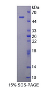 BPIFA1 / SPLUNC1 Protein - Recombinant  Palate/Lung And Nasal Epithelium Associated Protein By SDS-PAGE