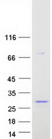 BPIFA1 / SPLUNC1 Protein - Purified recombinant protein BPIFA1 was analyzed by SDS-PAGE gel and Coomassie Blue Staining